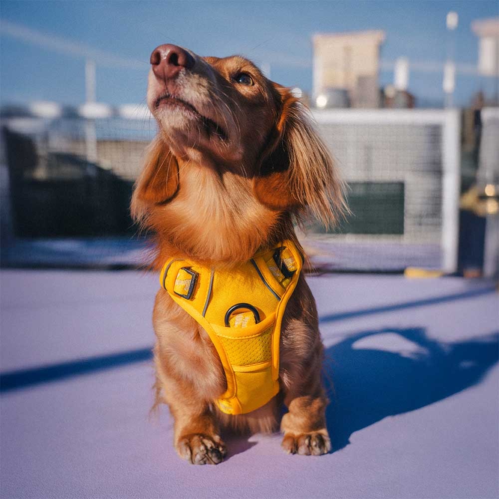 Reflective Adjustable Outdoor Dog Harness