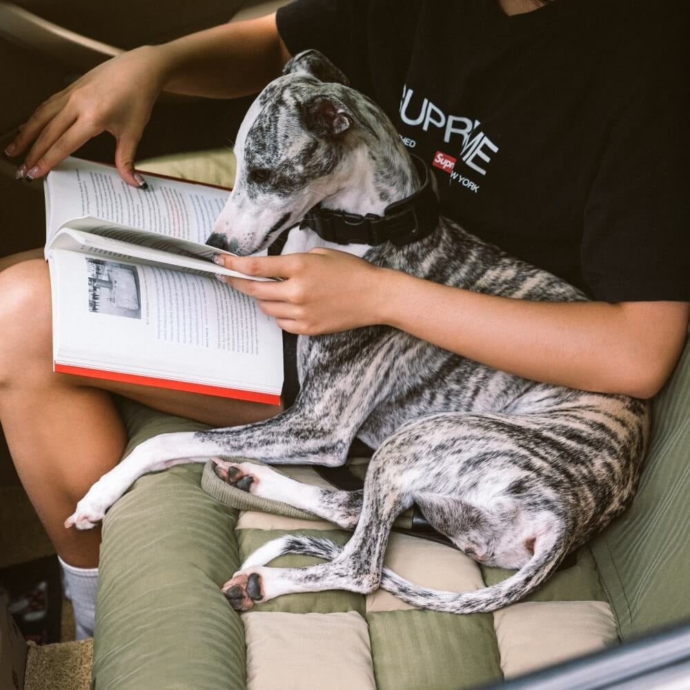 Chessboard Lounge Travel Bolster Safety Back Seat Large Dog Car Seat Bed