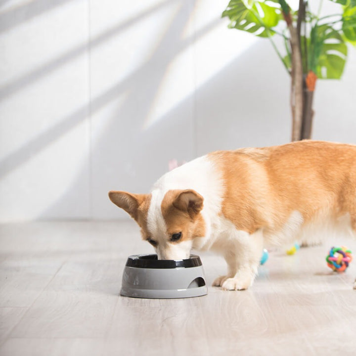 No Spill Floating Disk Water Bowl – Vehicle Travel Dog Hydration Companion