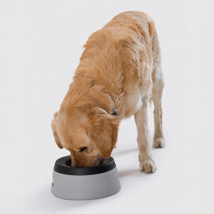 No Spill Floating Disk Water Bowl – Vehicle Travel Dog Hydration Companion