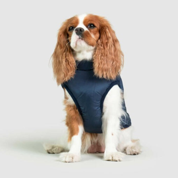 Waterproof Dog Jacket with Harness