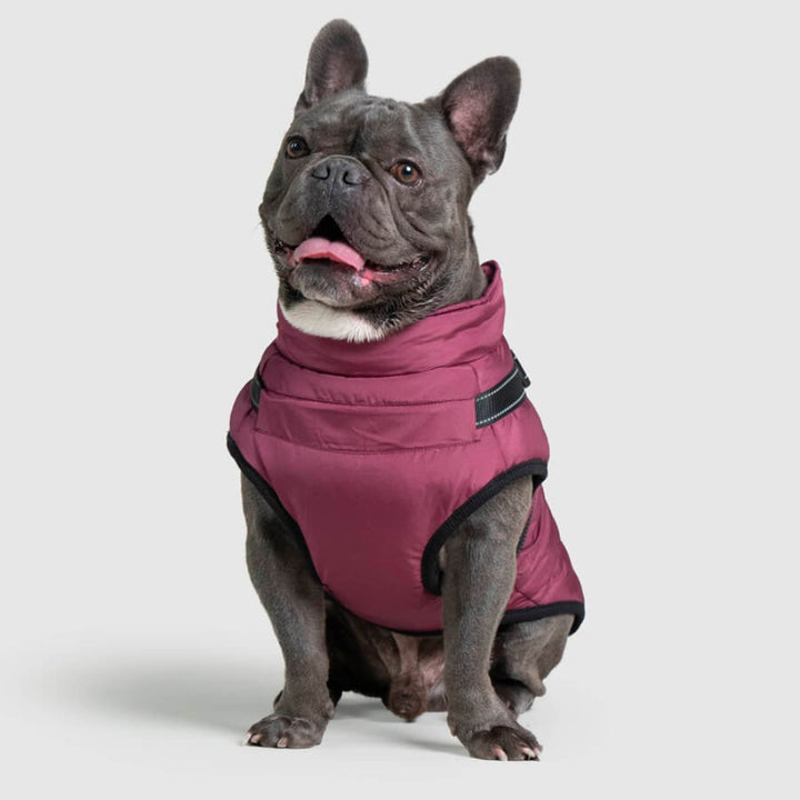 Waterproof Dog Jacket with Harness