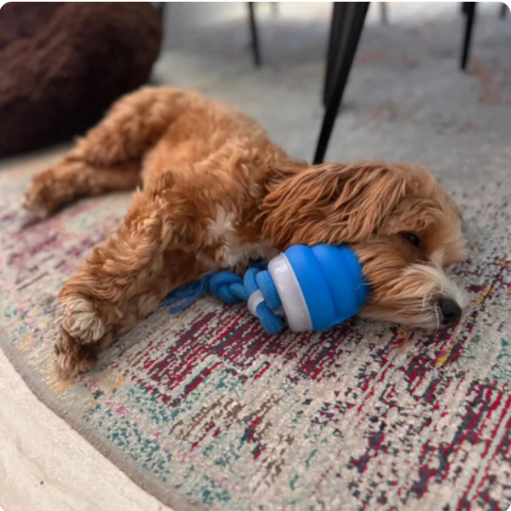 Interactive Chew Toy for Dogs