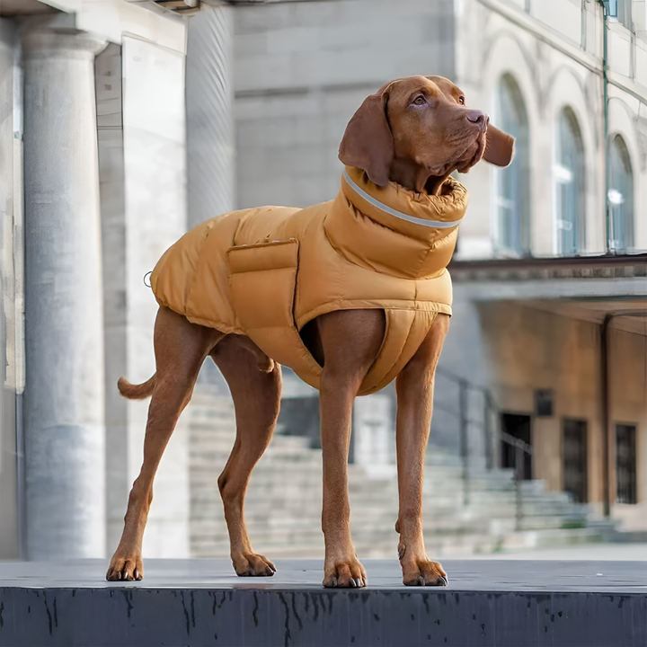 Dog Vest – Weather‑Ready Warmth for Winter