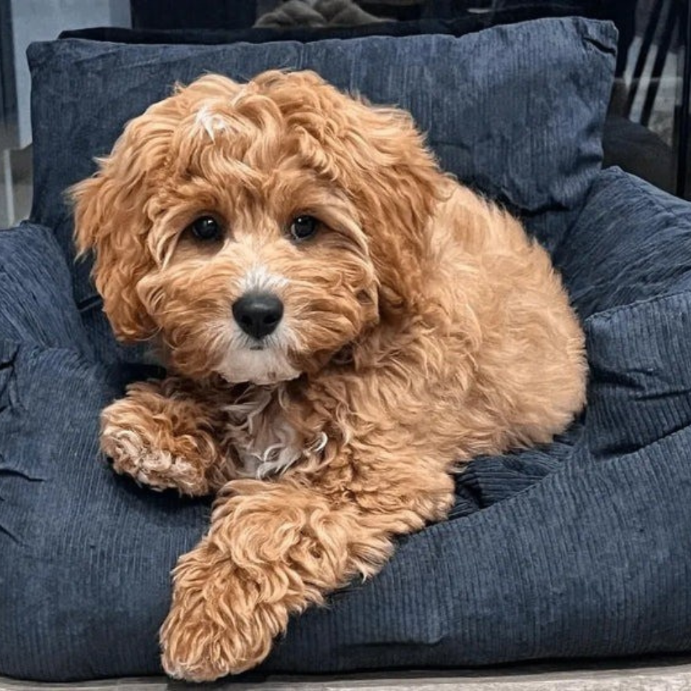 Calming Dog & Cat Bed Fluffy Plush Washable Comfort