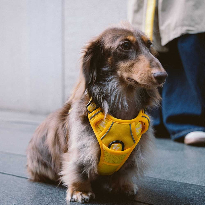 Reflective Adjustable Outdoor Dog Harness