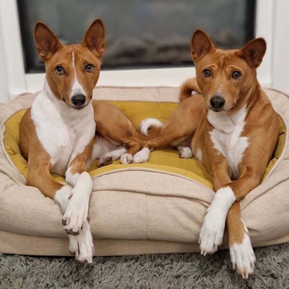Donut Dog Bed Replacement Cover