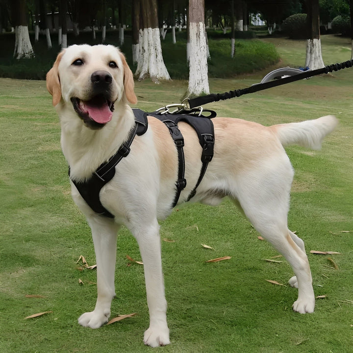 Adjustable Dog Harness