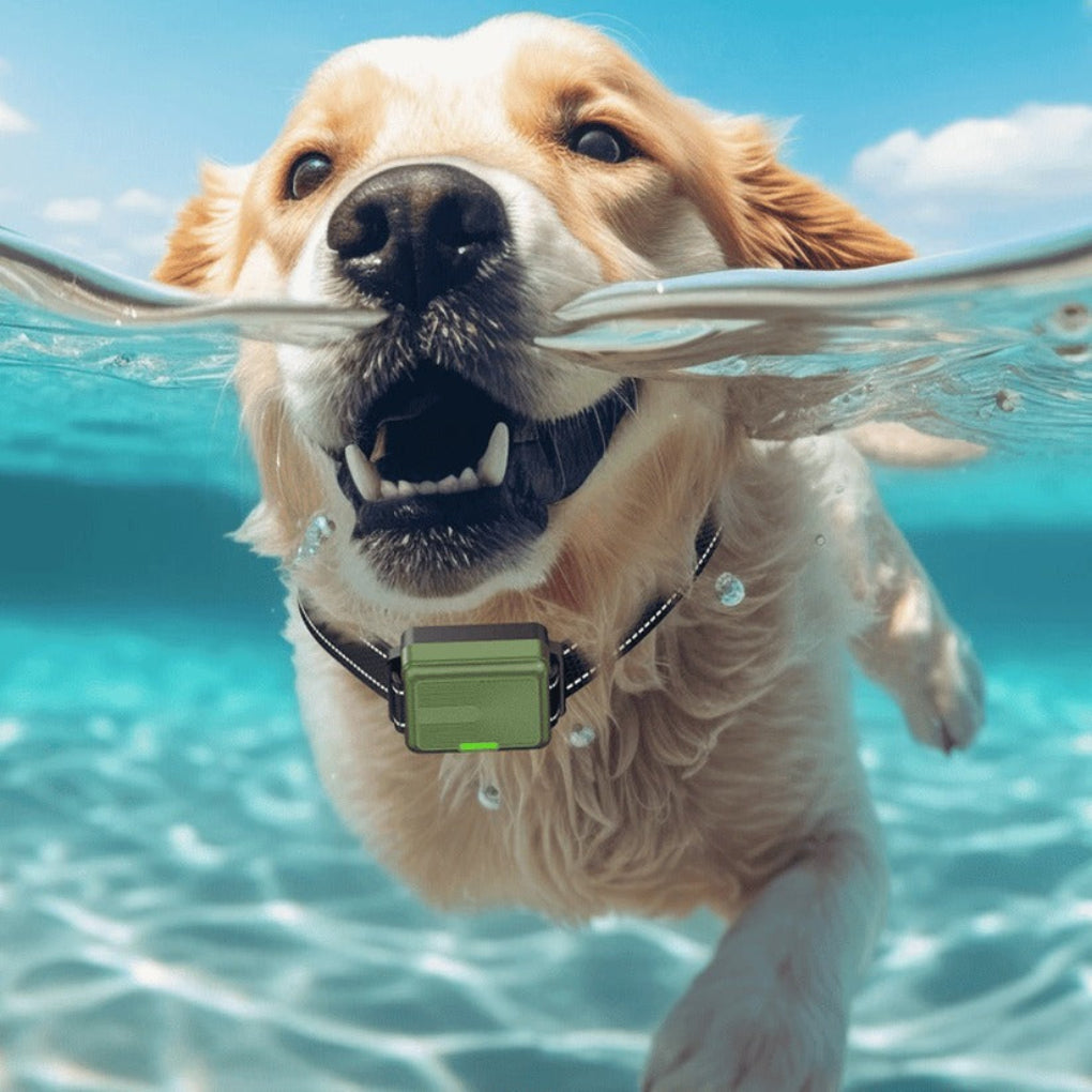 Smart Training Collar & Remote 300 m Range