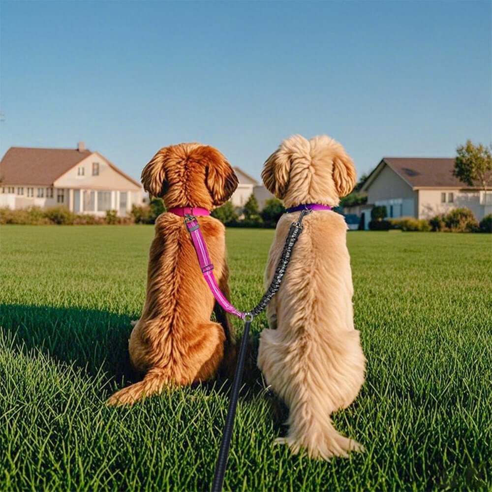 Dual Dog Lead with Shock Absorbing Bungee and No-Tangle Design